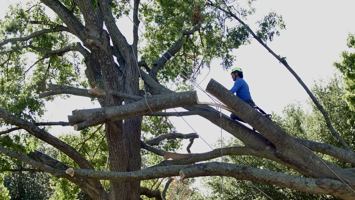 Professional Crown Thinning performed by certified arborists in Frenchville