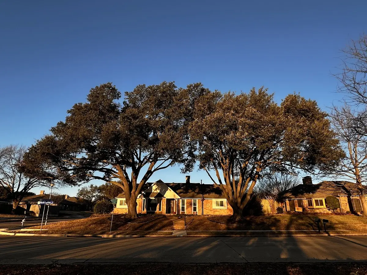 Established residential canopy tree shading a home in Frenchville
